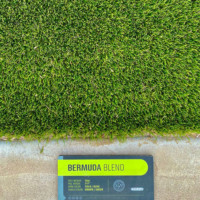 Bermuda Blend